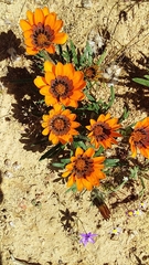 Gazania ciliaris