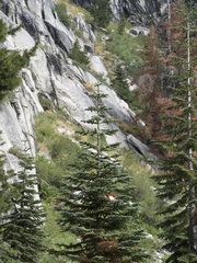 Abies magnifica shastensis