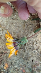 Gazania ciliaris