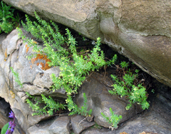 Galium brachyphyllum