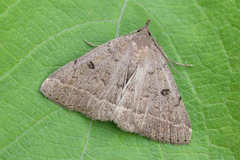 Zanclognatha zelleralis
