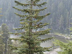 Abies magnifica shastensis