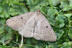 Zanclognatha zelleralis