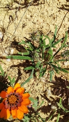 Gazania ciliaris
