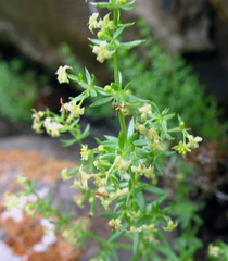 Galium brachyphyllum