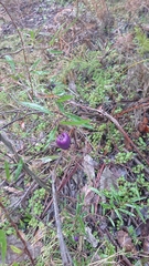 Billardiera macrantha