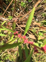 Ludwigia polycarpa