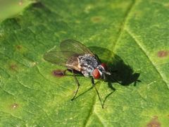 Emmesomyia