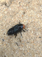 Creophilus erythrocephalus
