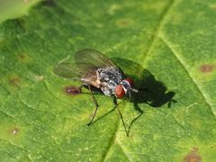 Emmesomyia