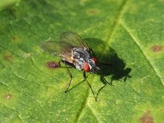 Emmesomyia