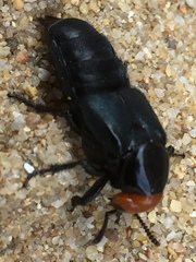 Creophilus erythrocephalus