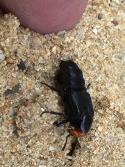 Creophilus erythrocephalus