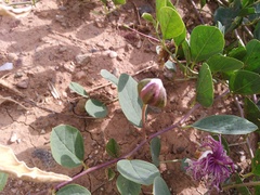 Capparis spinosa
