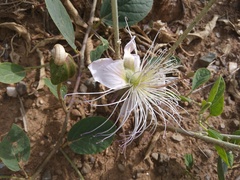 Capparis spinosa