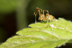 Amyciaea albomaculata