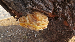 Inocutis tamaricis