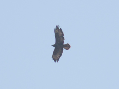 Buteo buteo