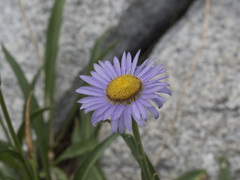 Erigeron cervinus