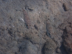 Torquigener flavimaculosus