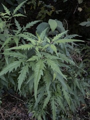 Vitex negundo heterophylla