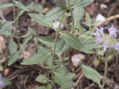 Monardella odoratissima pallida