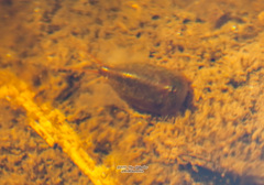 Lepidurus apus
