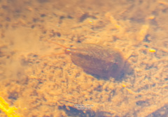 Lepidurus apus