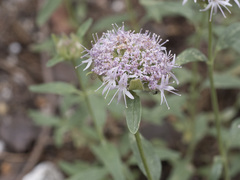 Monardella odoratissima pallida
