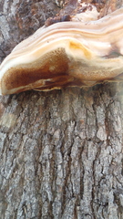Inocutis tamaricis