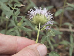 Monardella odoratissima pallida