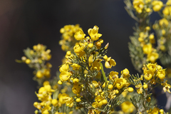 Senna artemisioides artemisioides