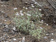 Monardella odoratissima pallida
