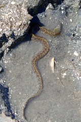 Gymnothorax javanicus