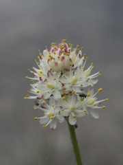 Triantha occidentalis occidentalis