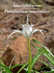 Pancratium maximum