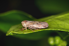 Tartessini