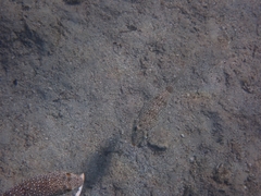 Torquigener flavimaculosus