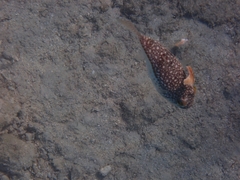 Torquigener flavimaculosus