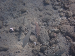 Torquigener flavimaculosus