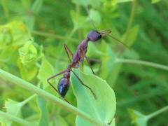 Myrmecia vindex
