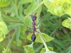 Myrmecia vindex