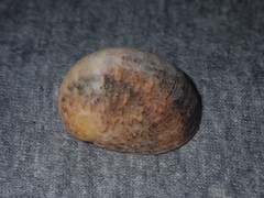 Nerita erythrostoma