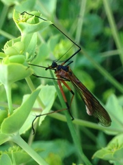 Harpobittacus similis