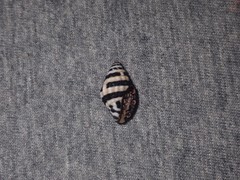 Engina zonalis