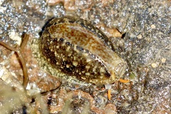 Erronea