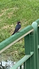 Hirundo tahitica
