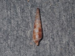Terebra