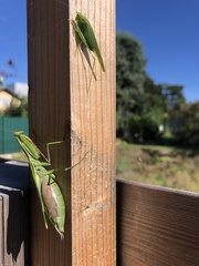 Mantis religiosa