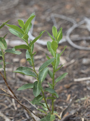 Leucothoe davisiae